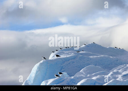 Kelp Möwen und Küstenseeschwalben fliegen und sitzen auf eisbergs, Antarktische Halbinsel Stockfoto