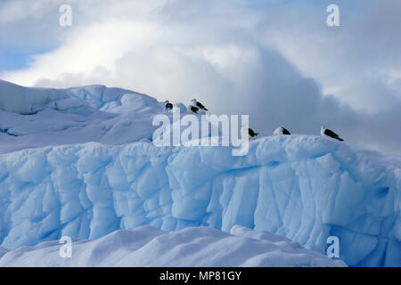 Kelp Möwen und Küstenseeschwalben fliegen und sitzen auf eisbergs, Antarktische Halbinsel Stockfoto