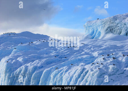 Kelp Möwen und Küstenseeschwalben fliegen und sitzen auf eisbergs, Antarktische Halbinsel Stockfoto