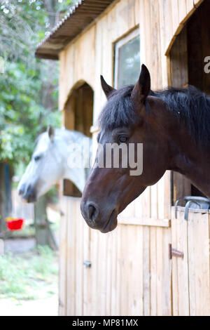 Pferde im Stall Stockfoto