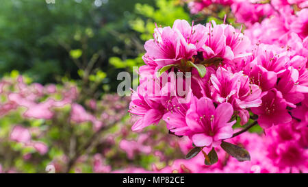 Schöne rosa Azalee banner Stockfoto