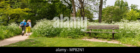 Bank von weißen Blumen eingeschlossen Stockfoto