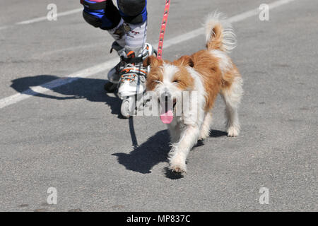 Perro doméstico en carrera de Läufer. Stockfoto
