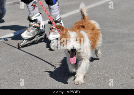 Perro doméstico en carrera de Läufer. Stockfoto