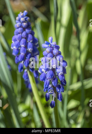 Gemeinsame Traubenhyazinthen, Muscari Stockfoto