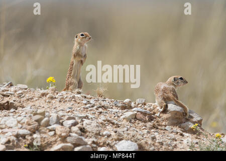 Ein paar gefleckte Eichhörnchen im südlichen Arizona, USA. Stockfoto