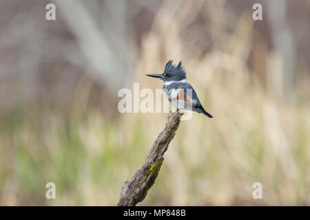 Ein erwachsenes Weibchen belted Kingfisher auf einen Baumstumpf thront. Stockfoto