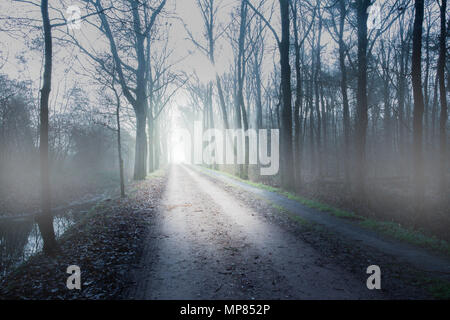 Wanderweg durch einen mysteriösen dunklen alten Wald im Nebel. Herbstmorgen auf der Krim. Magische Atmosphäre. Märchen Stockfoto