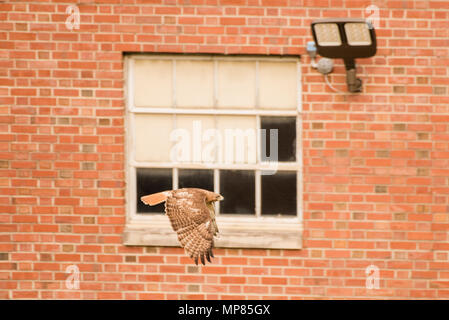 Eine red tailed Hawk fliegt durch ein Gebäude auf einem Hochschulcampus in North Carolina, die Tier- und Pflanzenwelt zunehmend finden Sie neben Menschen leben werden. Stockfoto