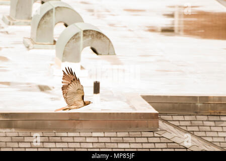 Eine red tailed Hawk fliegt durch ein Gebäude auf einem Hochschulcampus in North Carolina, die Tier- und Pflanzenwelt zunehmend finden Sie neben Menschen leben werden. Stockfoto