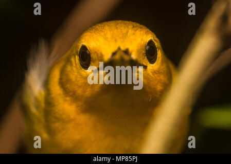 Eine prothonotary Warbler (Protonotaria citrea), dass die Nacht war thront auf einem Zweig in einem Feuchtgebiet. Stockfoto