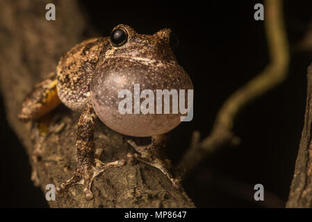 Ein männlicher 'sCope grauer Laubfrosch (Hyla chrysoscelis) laut Trilling aus einem Zweig der Baumstruktur, um eine Frau zu gewinnen. Stockfoto