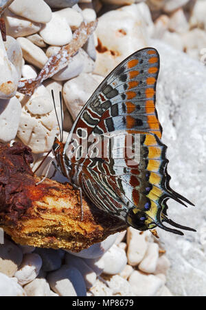 Die zwei-tailed Pasha, Charaxes jasius, einem mediterranen Schmetterling, auf einer verfaulenden Stück Obst Stockfoto