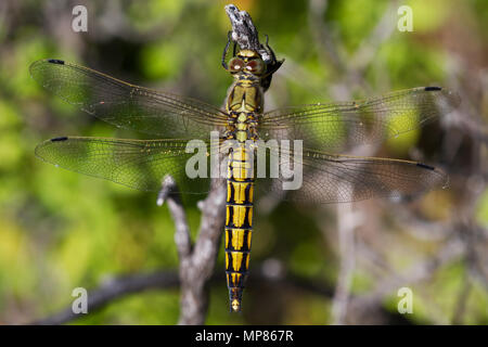 Eine gelbe, Dragonfly, eine weibliche Ruddy darter, Sympetrum sanguineum, ruht auf einem Zweig Stockfoto