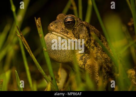 Wenn es Nacht wird in North Carolina, dem südlichen Kröten (Anaxyrus terrestris) entstehen und für Freunde. Die Männchen rufen Frauen zu gewinnen. Stockfoto