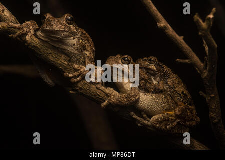 'SCOPE Grau Treefrogs aus North Carolina in amplexus, die kleinere Männchen hält auf das Weibchen, bis sie Eier legt und er befruchtet. Stockfoto