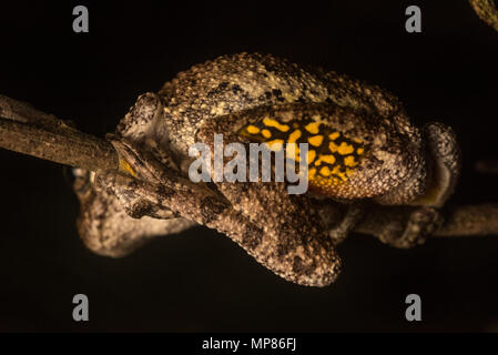 Copes grauer Laubfrosch thront auf einem Zweig, eine helle gelbe Farbe auf seinen Oberschenkel ist deutlich sichtbar. Es wird gedacht, es Raubtiere erschrecken. Stockfoto