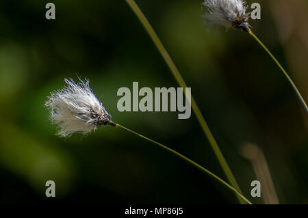 Isolierte gemeinsame Baumwolle Gras weht im Wind mit einem grünen Hintergrund. Stockfoto