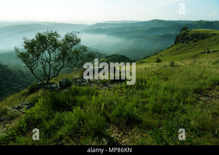 Landschaft, auf dem Lande, Baum, Durban, KwaZulu-Natal, Südafrika, Touristenattraktion, Tal der 1000 Hügel, afrikanische Landschaften, Reiseziel Stockfoto