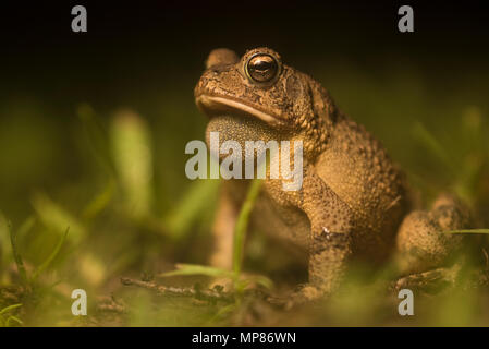 Wenn es Nacht wird in North Carolina, dem südlichen Kröten (Anaxyrus terrestris) entstehen und für Freunde. Die Männchen rufen Frauen zu gewinnen. Stockfoto