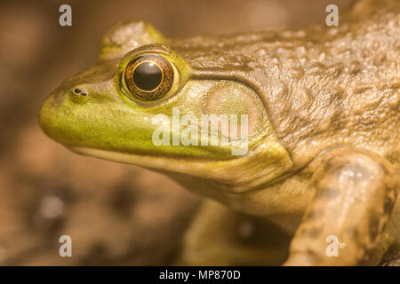 Ein amerikanischer Ochsenfrosch (Lithobates catesbeianus) aus North Carolina. Ähnlich wie grüne Frösche, der beste Weg, um es zu unterscheiden ist der dorsolateralen Falten. Stockfoto