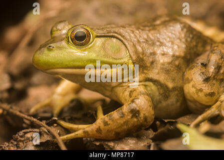 Ein amerikanischer Ochsenfrosch (Lithobates catesbeianus) aus North Carolina. Ähnlich wie grüne Frösche, der beste Weg, um es zu unterscheiden ist der dorsolateralen Falten. Stockfoto