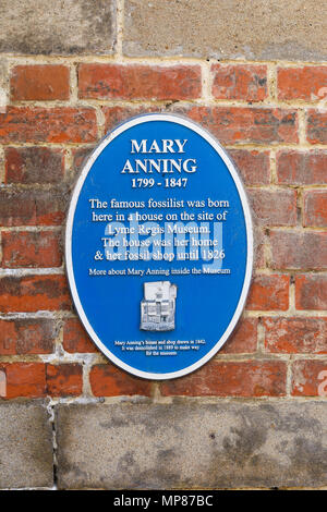 Blaue Plakette für berühmte Fossil hunter Mary Anning in Lyme Regis Museum Lyme Regis, Dorset England UK Stockfoto