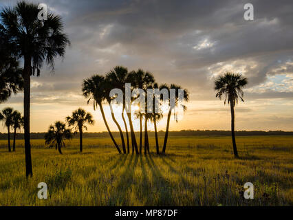 Am späten Nachmittag Sonne Casting Shadows von Palmen in Myakka River State Park in Sarasota Florida Stockfoto