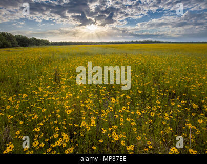 Coreopsis oder Veilchen Feld in Myakka River State Park in Sarasota Florida Stockfoto