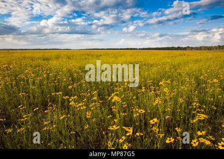 Coreopsis oder Veilchen Feld in Myakka River State Park in Sarasota Florida Stockfoto