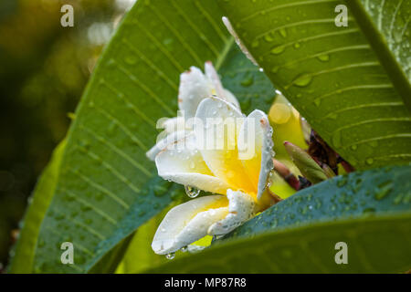 Regen fällt auf einzelne Plumeria weiß mit gelber Mitte Blume, Insolated,, vereinzelt auch als Lei Blumen und Frangipani bekannt Stockfoto