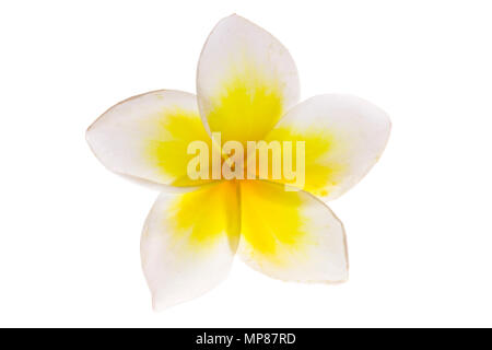 Single Plumeria weiß mit gelber Mitte Blume, Insolated,, vereinzelt auch als Lei Blumen und Frangipani gegen einen weißen Hintergrund bekannt Stockfoto