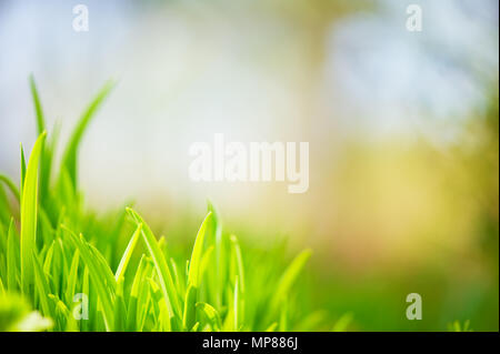 Grüne Gras. Selektiver Fokus und sehr geringe Tiefenschärfe. Stockfoto