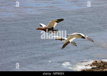 Flying Kelp Gänse, Falkland Inseln Stockfoto