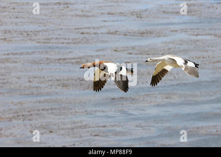 Flying Kelp Gänse, Falkland Inseln Stockfoto