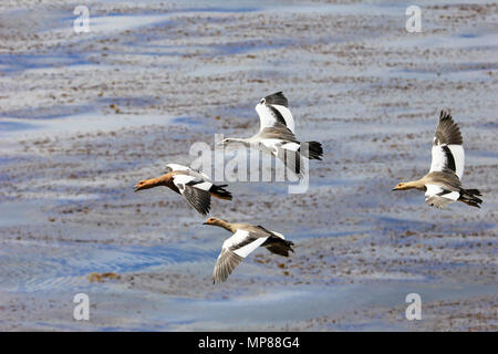 Flying Kelp Gänse, Falkland Inseln Stockfoto