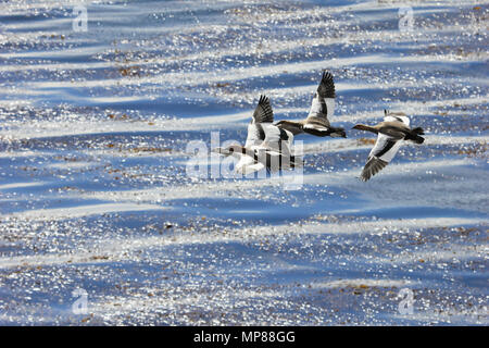 Flying Kelp Gänse, Falkland Inseln Stockfoto