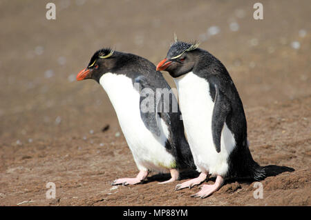 Rockhopper Penguin, Falkland Inseln Stockfoto