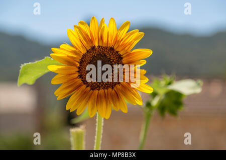 Geöffnet Sonnenblume isoliert mit unscharfen blauen Himmel im Hintergrund Stockfoto
