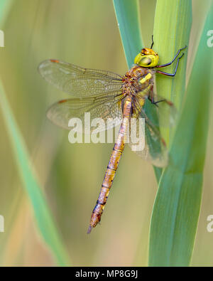 Grünäugige Hawker (Aeshna isoceles) in Schilf Vegetation stillstehen Stockfoto