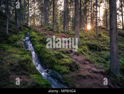 Wald Landschaft mit idyllischen Bach und Pfad am Abend Licht im Nationalpark in Finnland. Stockfoto