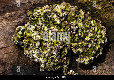 Baumstumpf mit Flechten und Moos wächst über Holz- stumpf abstrakte Formen. Stockfoto