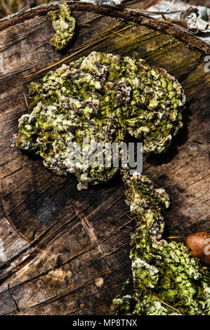 Baumstumpf mit Flechten und Moos wächst über Holz- stumpf abstrakte Formen. Stockfoto