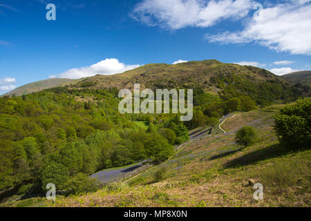 Ein Blick auf einen Teppich von bluebells auf einem Hügel im Lake District National Park, England in der Nähe von Rydell Wasser Stockfoto