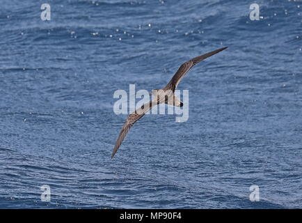 Kap Verde Shearwater (Calonectris borealis) Erwachsene im Flug über das Meer, die mit der Oberseite Kap Verde, Atlantik kann Stockfoto