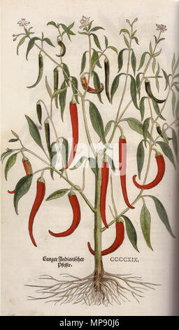 . Langer Pfeffer Indianischer = Capsicum annuum, Tisch CCCCXIX Englisch: Capsicum annum Paprika, eine illustrierte Platte von 1542 Buch 'De Historia stirpium Commentarii insignes'. Text von Leonhart Fuchs und Abbildungen von Albrecht Meyer, Heinricus Füllmaurer und Veit Rudolph Speckle. 1543. Leonhart Fuchs, Illustrator Albrecht Meyer 792 Langer Indianischer Pfeffer Leonhart Fuchs 1543 Stockfoto