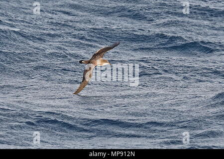 Kap Verde Shearwater (Calonectris borealis) Erwachsene im Flug über das Meer, die mit der Oberseite Kap Verde, Atlantik kann Stockfoto