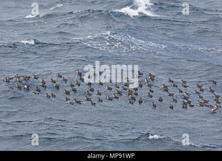 Kap Verde Shearwater (Calonectris borealis) floss der Vögel auf dem See Kap Verde, Atlantik kann Stockfoto