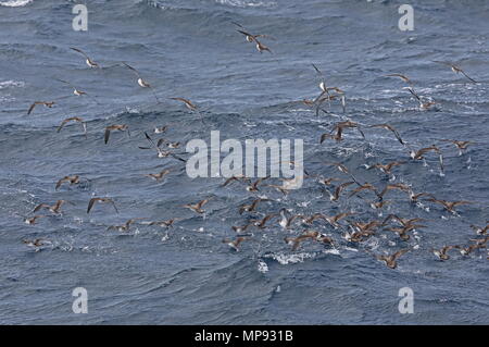 Kap Verde Shearwater (Calonectris borealis), Vögel, die aus floss der Vögel auf dem See Kap Verde, Atlantik kann Stockfoto