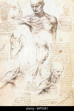 Englisch: Anatomische Studien eines männlichen Schulter zwischen 1509 und 1510. 804 Leonardo da Vinci, studi anatomici 1509-1510 Stockfoto